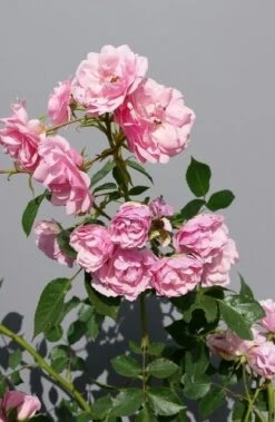 Trosroos (Rosa 'Bonica 82') -OL Planten Winkel rosabonica01