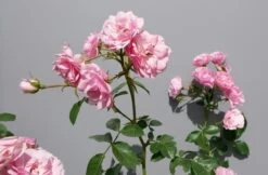 Trosroos (Rosa 'Bonica 82') -OL Planten Winkel rosabonica02
