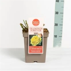 Grootbloemige Roos (Rosa 'Diamonds Forever') -OL Planten Winkel rosadiamondsforever03 2