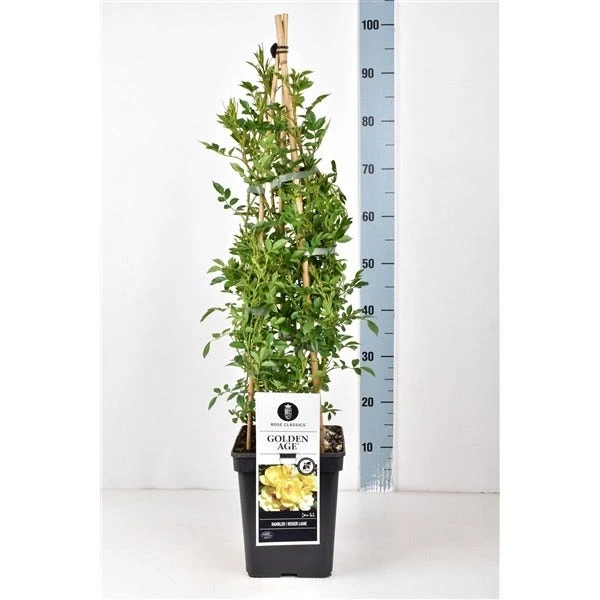 Klimroos (Rosa 'Golden Age') 4 Klimroos (Rosa 'Golden Age') - Afbeelding 2