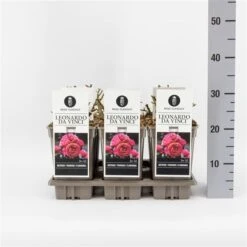 Trosroos (Rosa 'Leonardo Da Vinci') -OL Planten Winkel rosaleonardodavinci03