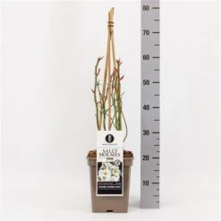 Roos (Rosa 'Sally Holmes') -OL Planten Winkel rosasallyholmes01 1