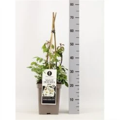 Roos (Rosa 'Sally Holmes') -OL Planten Winkel rosasallyholmes02 1