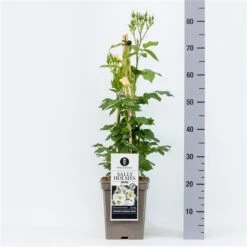 Roos (Rosa 'Sally Holmes') -OL Planten Winkel rosasallyholmes04 1