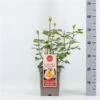 Roos (Rosa 'Scented Memory') -OL Planten Winkel rosascentedmemory01 2