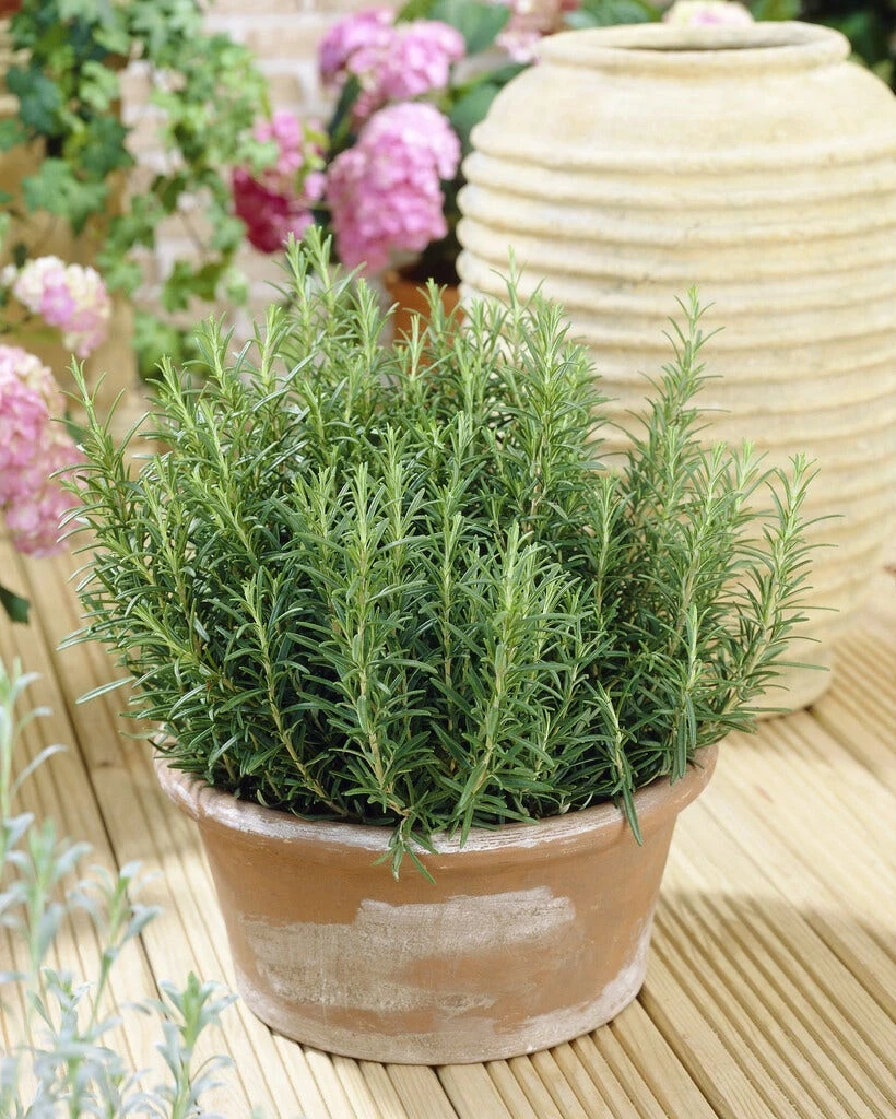 Borderpakket Italiaanse Border 4 Borderpakket Italiaanse Border - Afbeelding 2