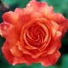 Klimroos (Rosa 'Westerland') -OL Planten Winkel rowester 2 1