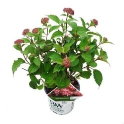 Hortensia (Hydrangea 'Ruby Annabelle') 13 Hortensia (Hydrangea 'Ruby Annabelle') -OL Planten Winkel ruby annabelle 1