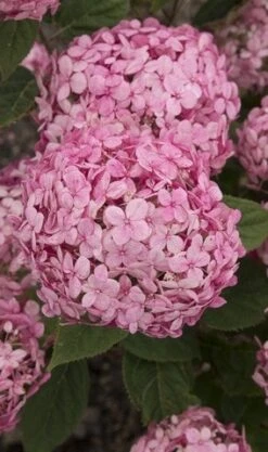 Hortensia (Hydrangea 'Ruby Annabelle') 9 Hortensia (Hydrangea 'Ruby Annabelle') -OL Planten Winkel ruby annabelle 1 1