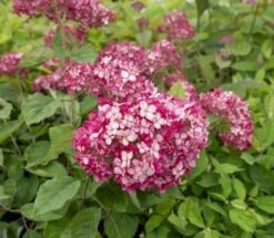 Hortensia (Hydrangea 'Ruby Annabelle') 10 Hortensia (Hydrangea 'Ruby Annabelle') -OL Planten Winkel ruby annabelle 5 1