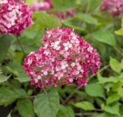 Hortensia (Hydrangea 'Ruby Annabelle') 12 Hortensia (Hydrangea 'Ruby Annabelle') -OL Planten Winkel ruby annabelle 6 1