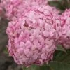 Hortensia (Hydrangea 'Ruby Annabelle') -OL Planten Winkel ruby annabelle 8 1