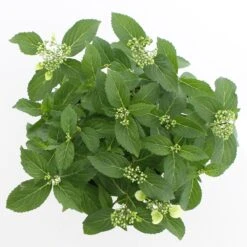 Hortensia (Hydrangea Hybr. 'Runaway Bride') -OL Planten Winkel runaway bride 2 cpc3a 1