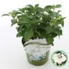 Hortensia (Hydrangea Hybr. 'Runaway Bride') -OL Planten Winkel runawaybride 1
