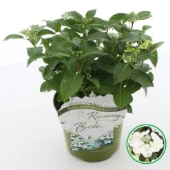 Hortensia (Hydrangea Hybr. 'Runaway Bride')