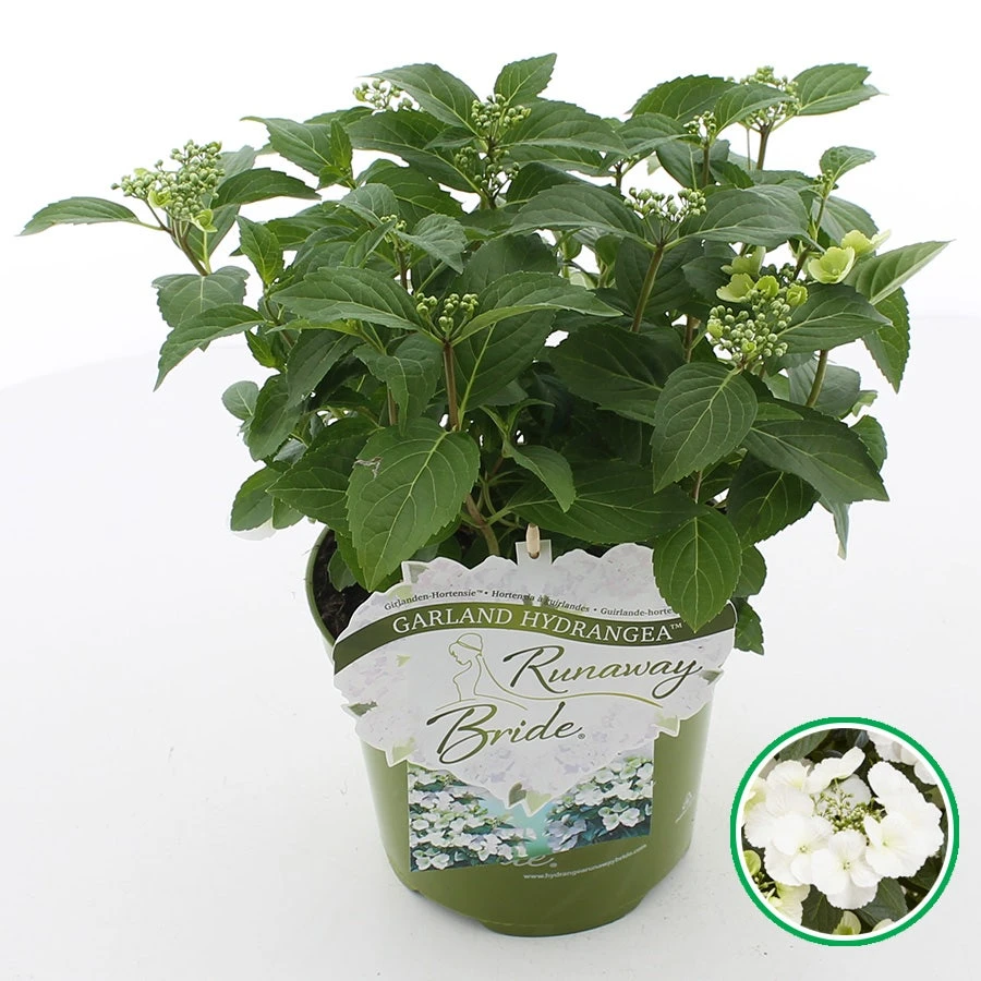 Hortensia (Hydrangea Hybr. 'Runaway Bride') 3 Hortensia (Hydrangea Hybr. 'Runaway Bride')