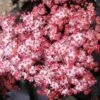 Zwarte Vlier (Sambucus Nigra 'Black Tower')