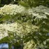 Vlier (Sambucus Nigra) -OL Planten Winkel sambucus nigra 1