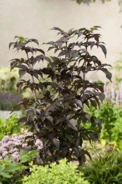 Zwarte Vlier (Sambucus Nigra 'Black Tower') -OL Planten Winkel sambucus nigra black tower 0050
