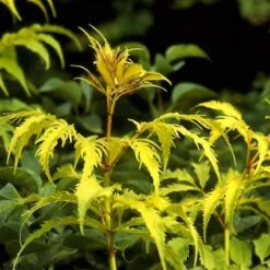 Vlier (Sambucus Racemosa 'Plumosa Aurea') 10 Vlier (Sambucus Racemosa 'Plumosa Aurea') -OL Planten Winkel sarpaure 15 3