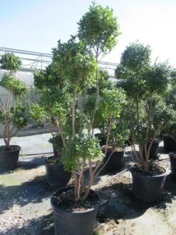 Camelia Als Bonsai (Camellia Sasanqua) -OL Planten Winkel sasanquapompon01 1