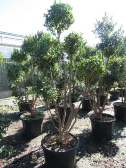 Camelia Als Bonsai (Camellia Sasanqua) -OL Planten Winkel sasanquapompon03