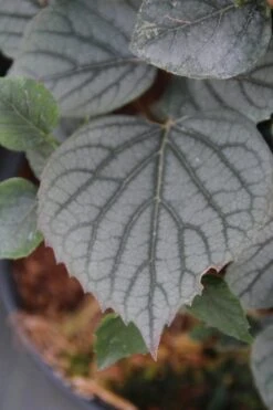 Valse Klimhortensia (Schizophragma Hydrageoides 'Moonlight') 5 Valse Klimhortensia (Schizophragma Hydrageoides 'Moonlight') -OL Planten Winkel schizophragma hydrageoides moonlight 1