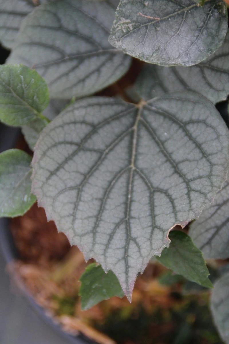 Valse Klimhortensia (Schizophragma Hydrageoides 'Moonlight') 4 Valse Klimhortensia (Schizophragma Hydrageoides 'Moonlight') - Afbeelding 2