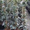 Valse Klimhortensia (Schizophragma Hydrageoides 'Moonlight') -OL Planten Winkel schizophragma hydrageoides moonlight 2