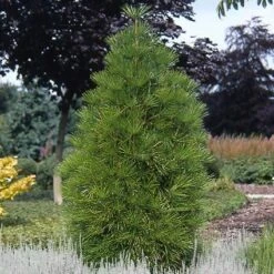 Japanse Parasolden (Sciadopitys Verticilata) 12 Japanse Parasolden (Sciadopitys Verticilata) -OL Planten Winkel scvertic 7