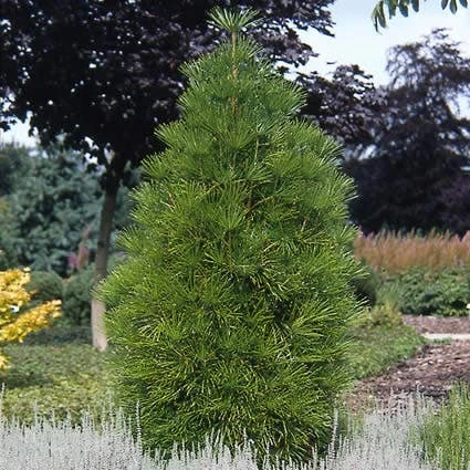 Japanse Parasolden (Sciadopitys Verticilata) 5 Japanse Parasolden (Sciadopitys Verticilata) - Afbeelding 3