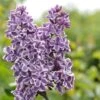 Tweekleurige Sering (Syringa Vulgaris 'Sensation') -OL Planten Winkel sensation 1