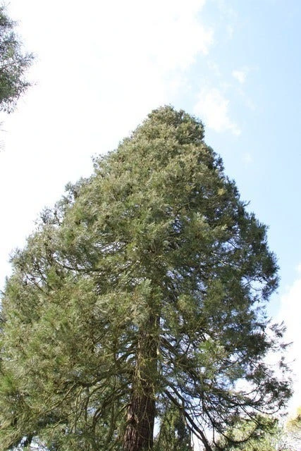 Mammoetboom (Sequoiadendron Giganteum) 13 Mammoetboom (Sequoiadendron Giganteum) - Afbeelding 11