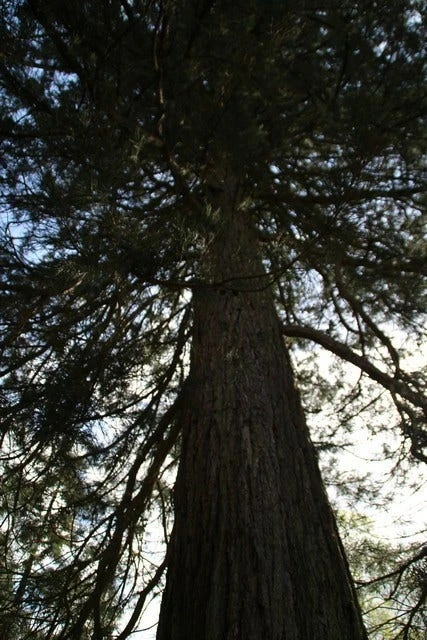 Mammoetboom (Sequoiadendron Giganteum) 12 Mammoetboom (Sequoiadendron Giganteum) - Afbeelding 10