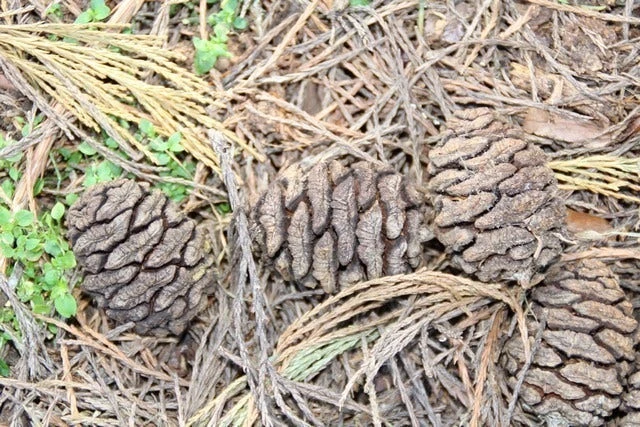 Mammoetboom (Sequoiadendron Giganteum) 16 Mammoetboom (Sequoiadendron Giganteum) - Afbeelding 14