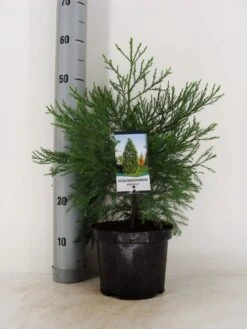 Mammoetboom (Sequoiadendron Giganteum) 34 Mammoetboom (Sequoiadendron Giganteum) -OL Planten Winkel sequoiadendron giganteum c3 m