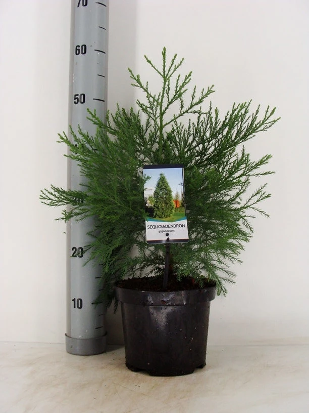 Mammoetboom (Sequoiadendron Giganteum) 18 Mammoetboom (Sequoiadendron Giganteum) - Afbeelding 16