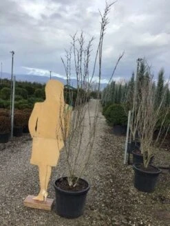 Chinese Judasboom (Cercis Chinensis 'Shirobana') -OL Planten Winkel shirobana200 1