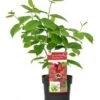 Specerijstruik (Sinocalycanthus Chinensis 'Hartlage Wine') -OL Planten Winkel sinocalycanthus hartlage wine 1