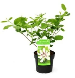 Sinocalycanthus 'Venus' -OL Planten Winkel sinocalycanthus venus 1