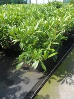 Skimmia (Skimmia Confusa 'Kew Green') -OL Planten Winkel skimmia confusa kew green 40 50 60 c7 10 1