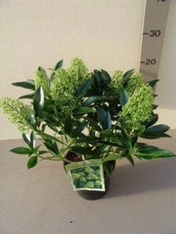 Skimmia (Skimmia Confusa 'Kew Green') -OL Planten Winkel skimmia confusa kew green p17 2