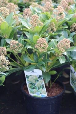 Skimmia (Skimmia Japonica 'Fragrant Cloud') -OL Planten Winkel skimmia japonica fragant cloud 1 1