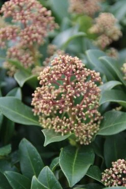 Skimmia (Skimmia Japonica 'Fragrant Cloud') -OL Planten Winkel skimmia japonica fragant cloud 2