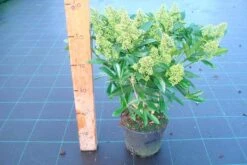 Skimmia (Skimmia Confusa 'Kew Green') -OL Planten Winkel skimmia kew green c3 1