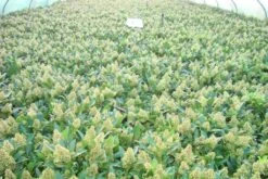 Skimmia (Skimmia Confusa 'Kew Green') -OL Planten Winkel skimmia kew green c3 2