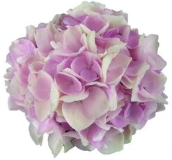 Hortensia Soft Pink Salsa (Hydrangea 'Music Collection') 10 Hortensia Soft Pink Salsa (Hydrangea 'Music Collection') -OL Planten Winkel soft pink salsa 1