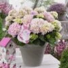 Hortensia Soft Pink Salsa (Hydrangea 'Music Collection') -OL Planten Winkel soft pink salsa 2 1