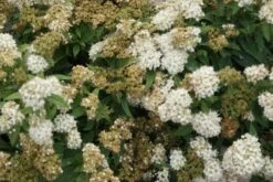 Spierstruik (Spiraea Japonica 'Albiflora') -OL Planten Winkel spiraea japonica albiflora 1