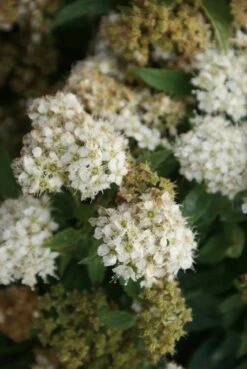 Spierstruik (Spiraea Japonica 'Albiflora') -OL Planten Winkel spiraea japonica albiflora 2